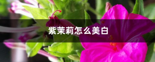 紫茉莉怎么美白