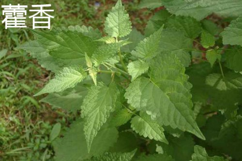 藿香植株