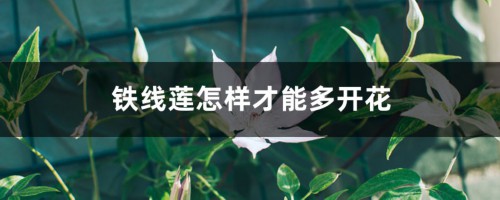 铁线莲怎样才能多开花